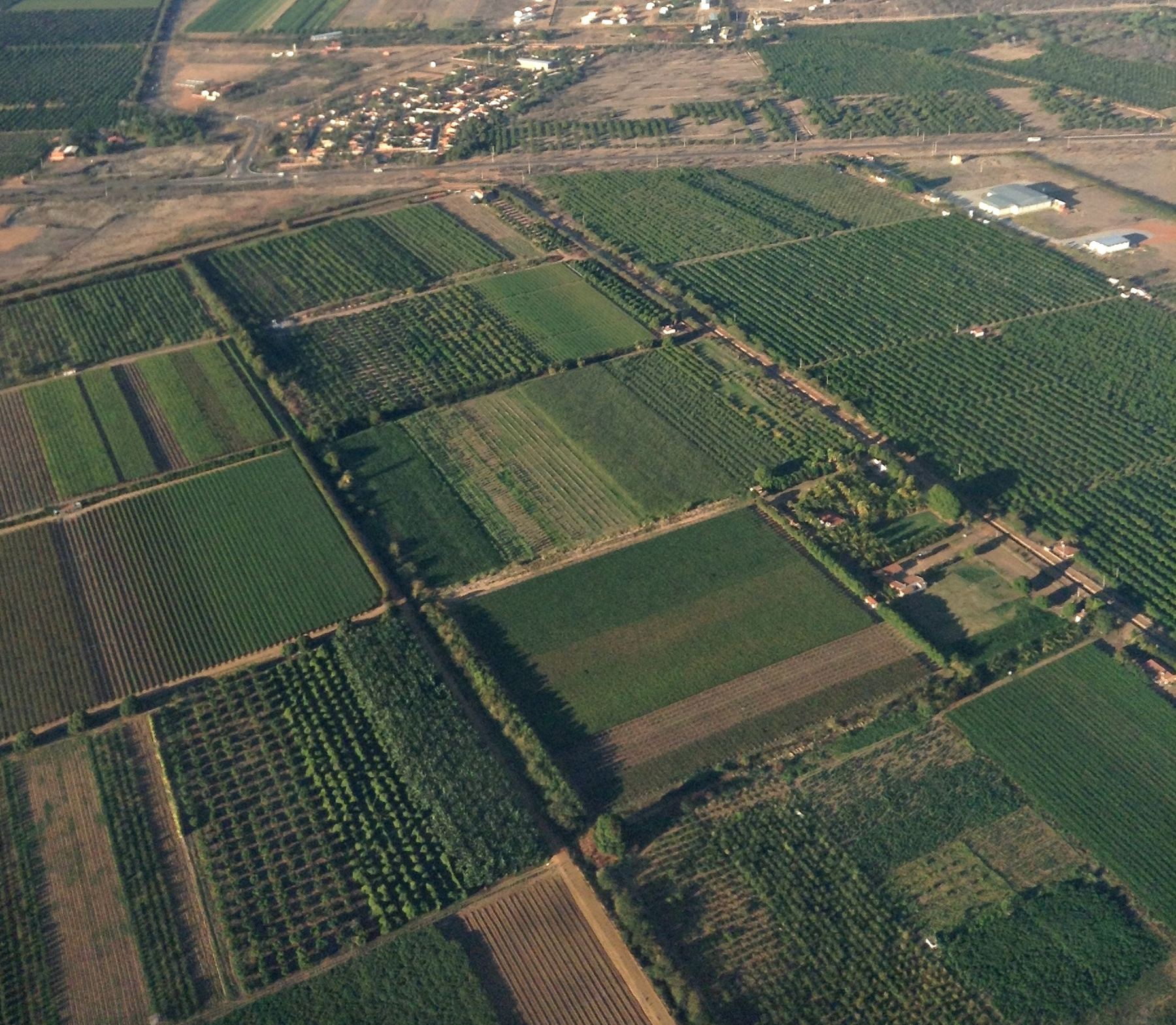 Aerial view of irrigated fruit orchards